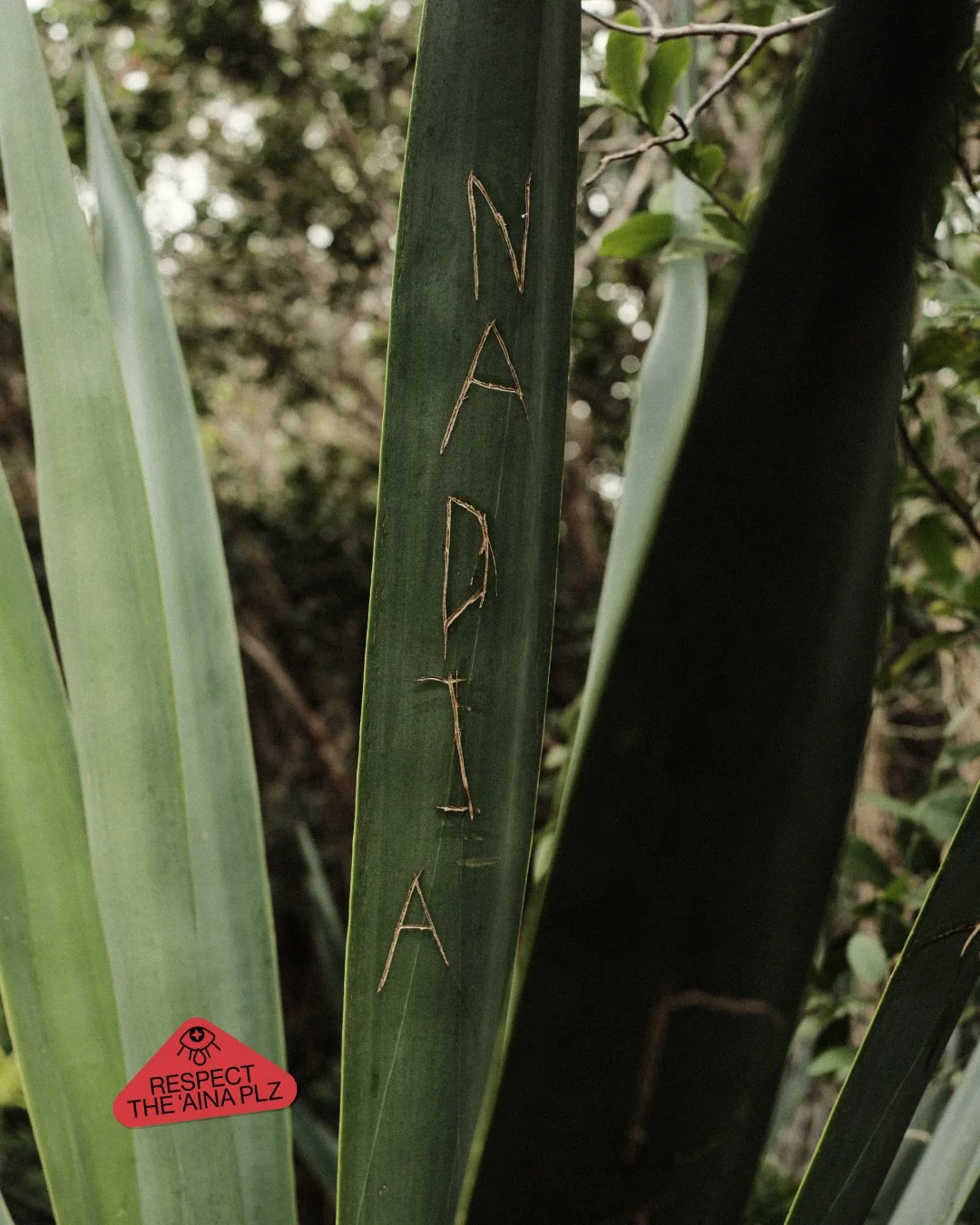 The name Nadia scratched into an agave leaf, with a respect-the-aina sticker graphic