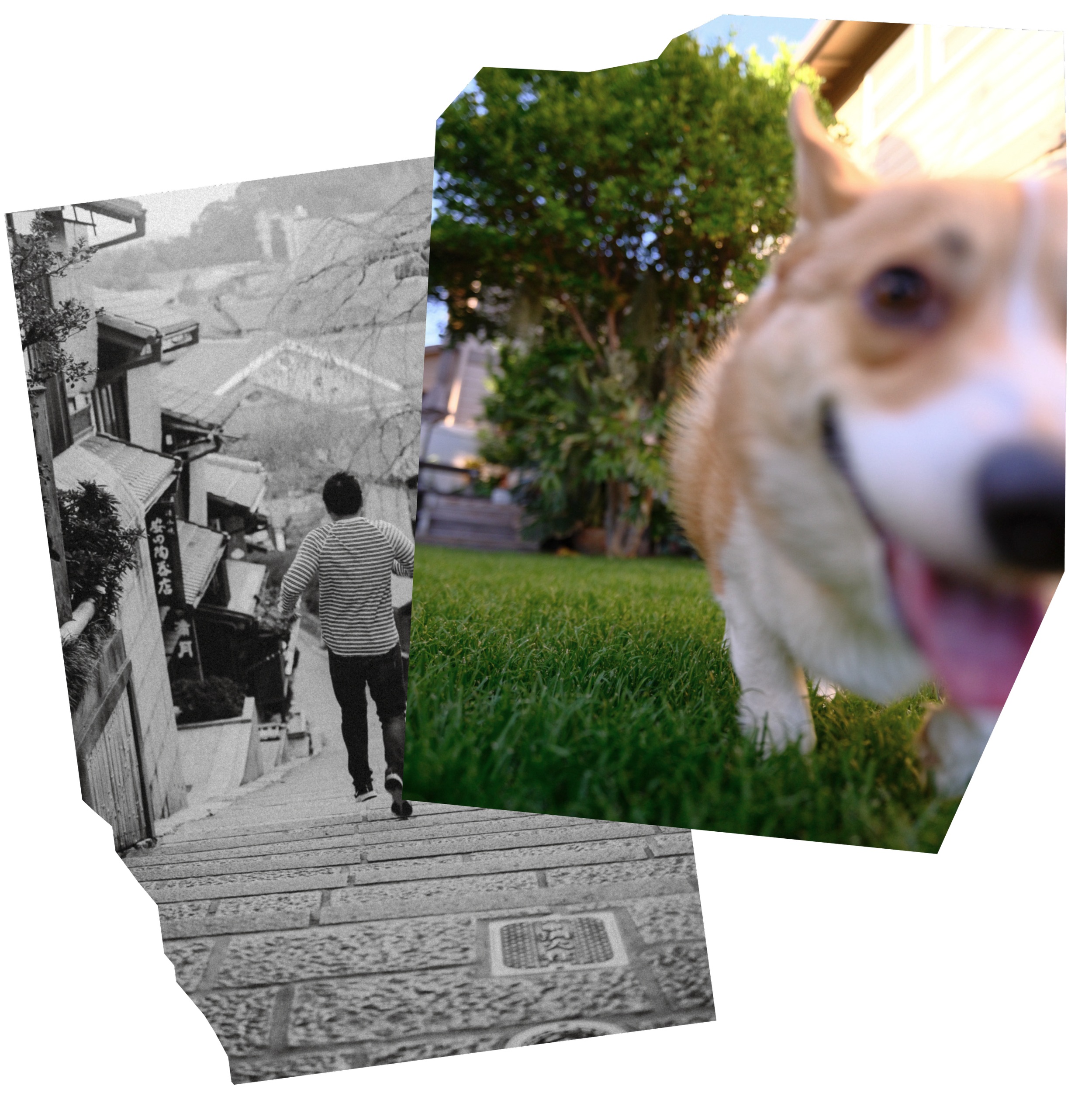 A collage of two photos: one black-and-white image of a person walking up stairs in a neighborhood, and one color image of a happy dog on grass with trees and a house in the background.