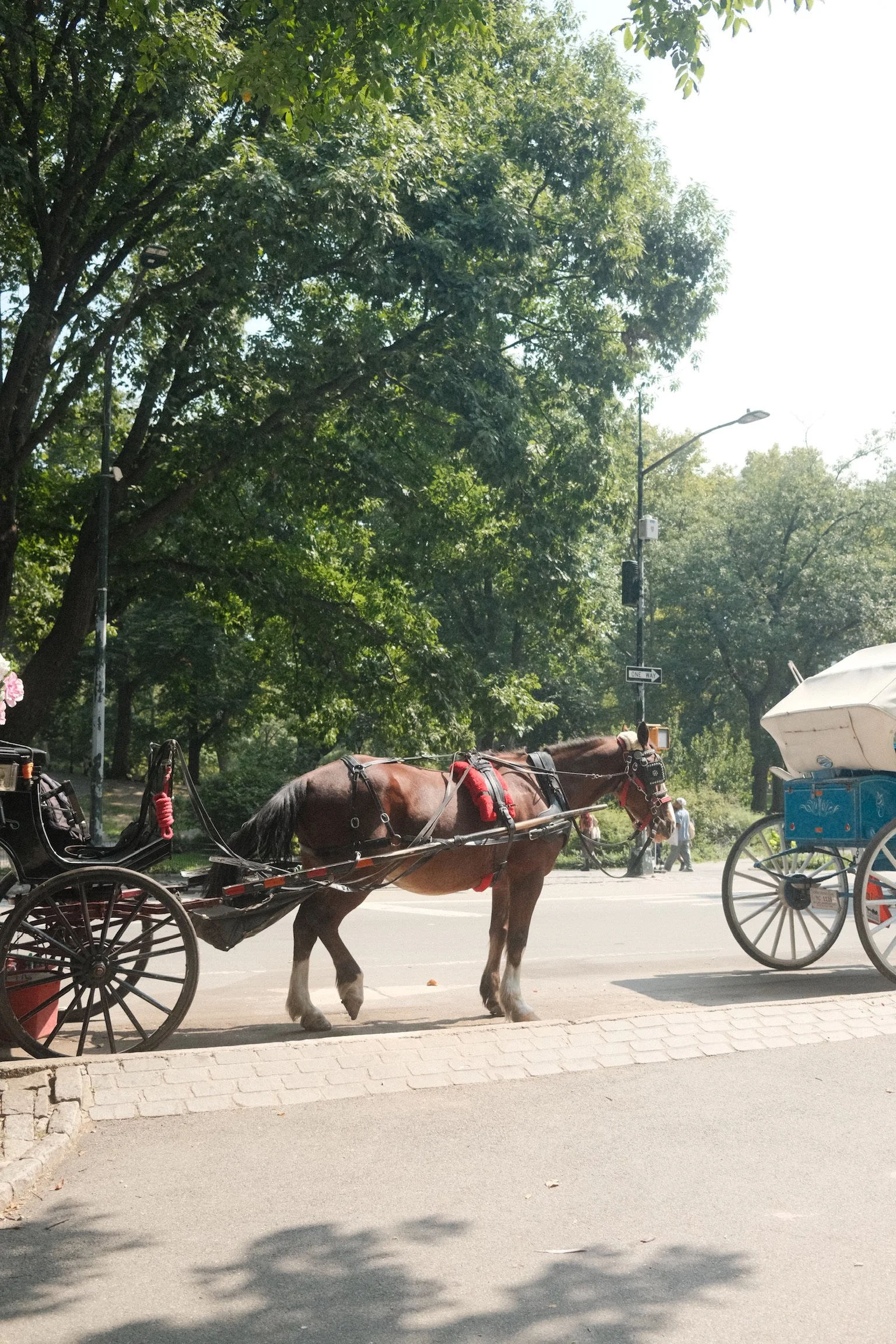 Horse-drawn carriages lined up along a Central Park street