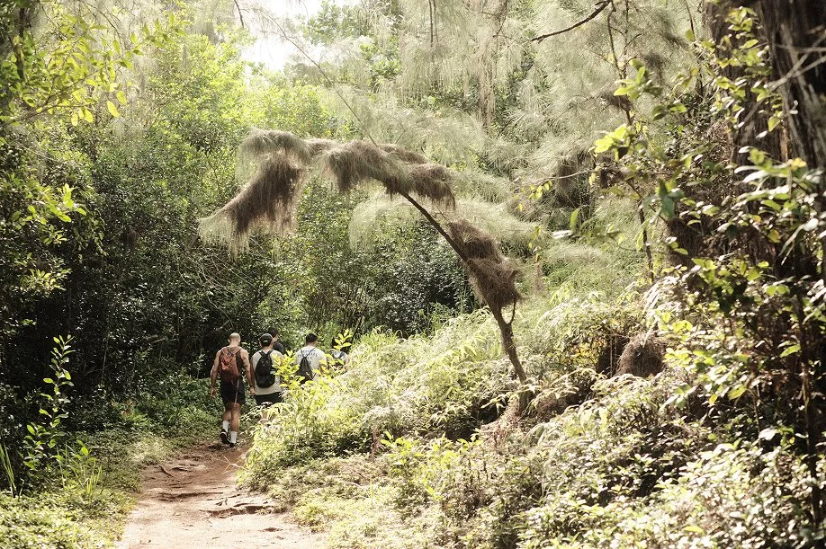 Hikers walking a dirt trail beneath shaggy ironwood trees on the Puu Maelieli hike