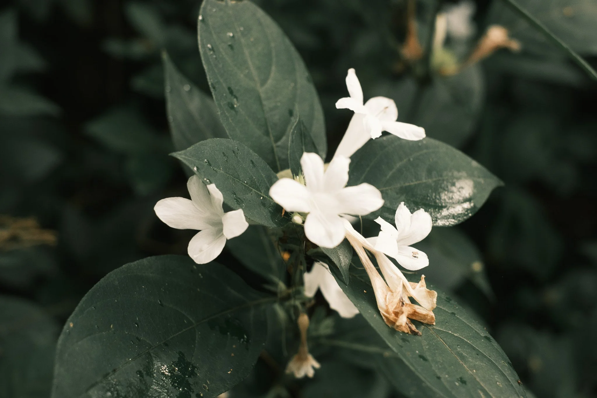 White trumpet flowers against dark wet leaves, shot with the Yakisugi Green film recipe